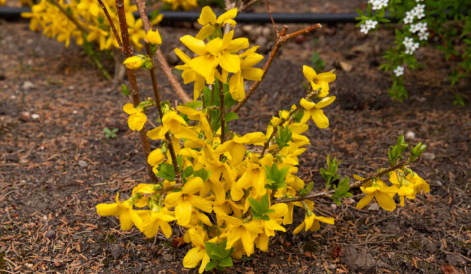 Live Forsythia Plant – Quart Pot – Hardy Evergreen Tree – Juniperus virginiana
