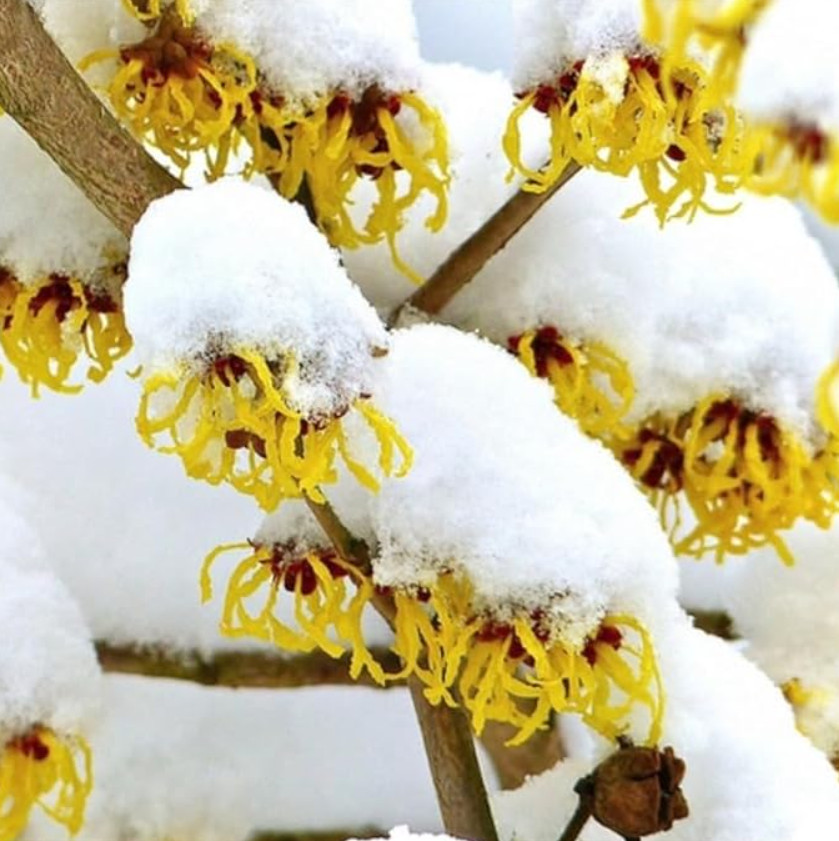Live Witch Hazel Tree – Quart Pot – AK: Bareroot Oct–May – No Ship to PR, HI