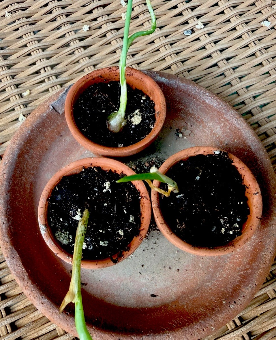 Miniature Garden Set Onions Set Of 3 Edible Egyptian Onions In Terra Cotta Minis