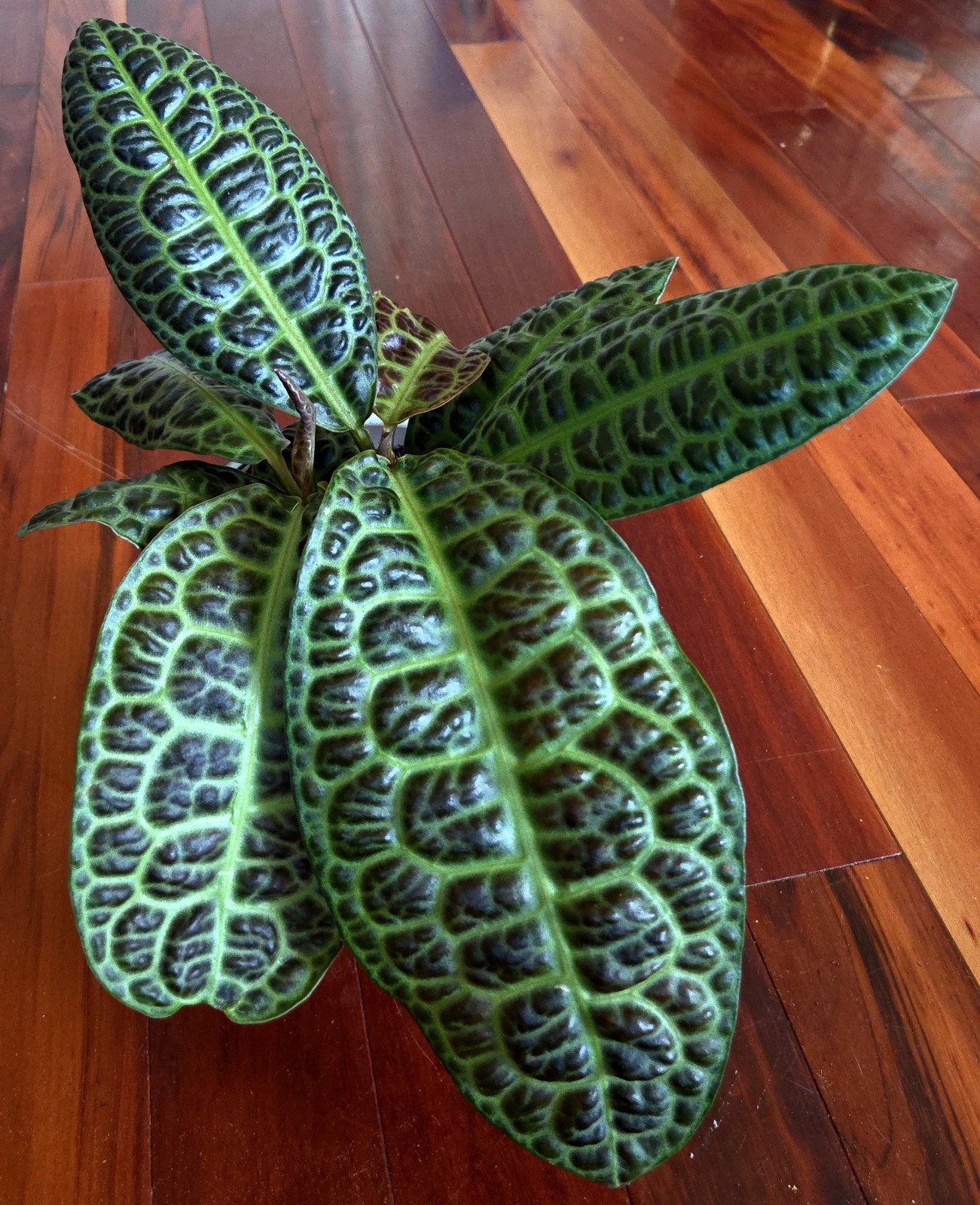 Rare Labisia Kura Kura 14″ Tall 2 Plants Aroid Not Philodendron Monstera