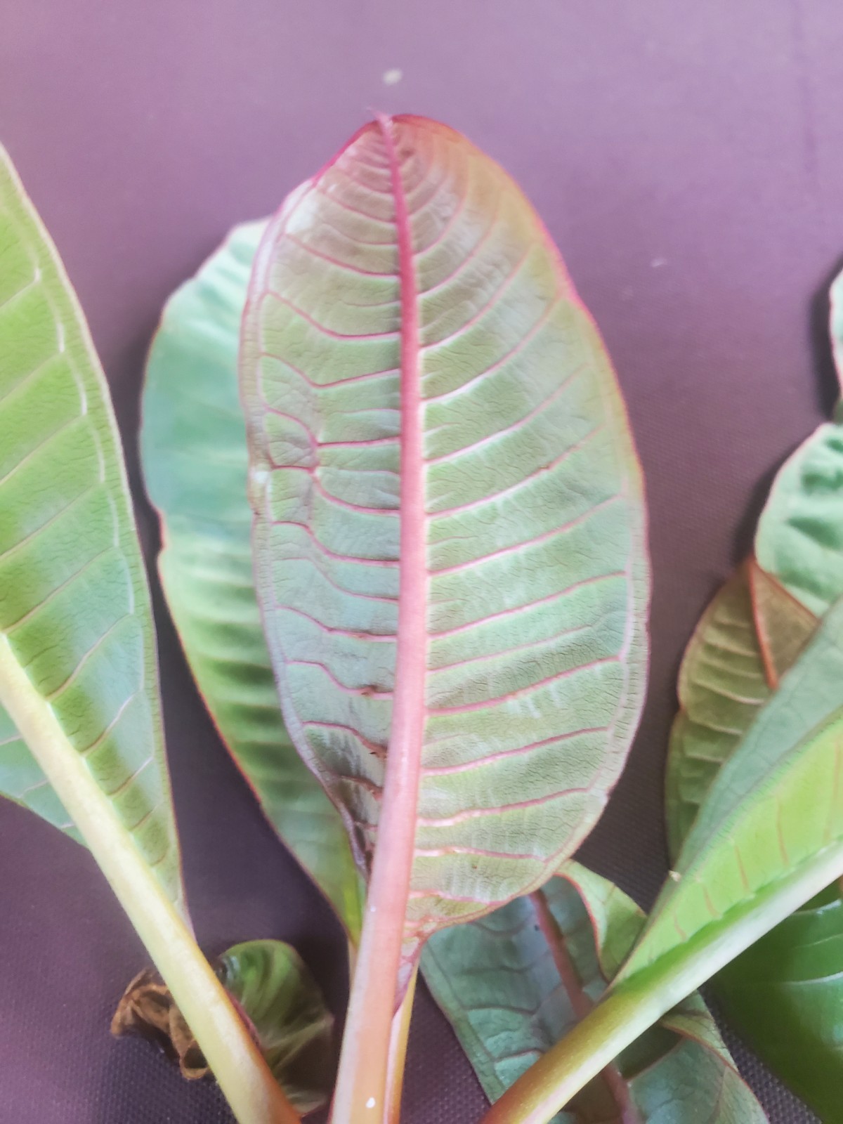 Plumeria Frangipani plant Red Copper grafted well rooted approx. 15″+