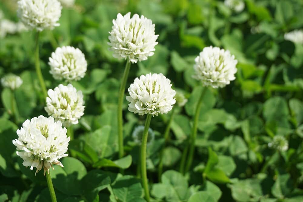 Dutch White Clover Seed – 5 Lbs of Seed – Great from Food Plot, Cover Crop, Past
