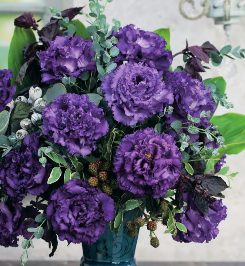 Lisianthus Voyage 2 Blue Live Plant Plug – 1–3″ Tall – Cut Flower Garden Plant