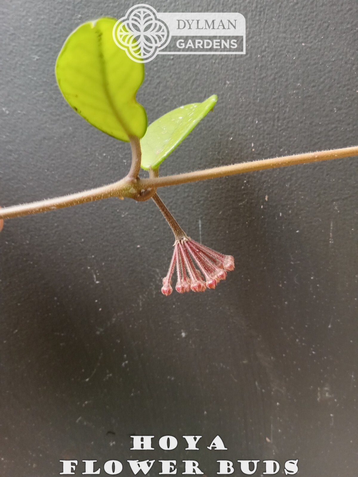 Hoya (Hoya carnosa) – Wax Plant – Porcelainflower – Live Plant – Multiple Sizes