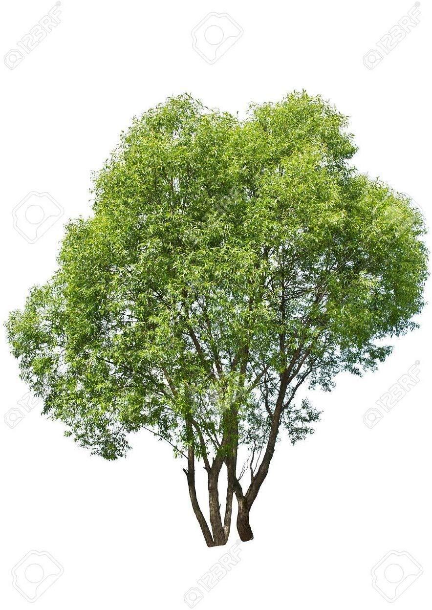 50 Thin Hybrid Willow Tree Cuttings | 1/4 inch or Smaller. 50 Thin Cuttings