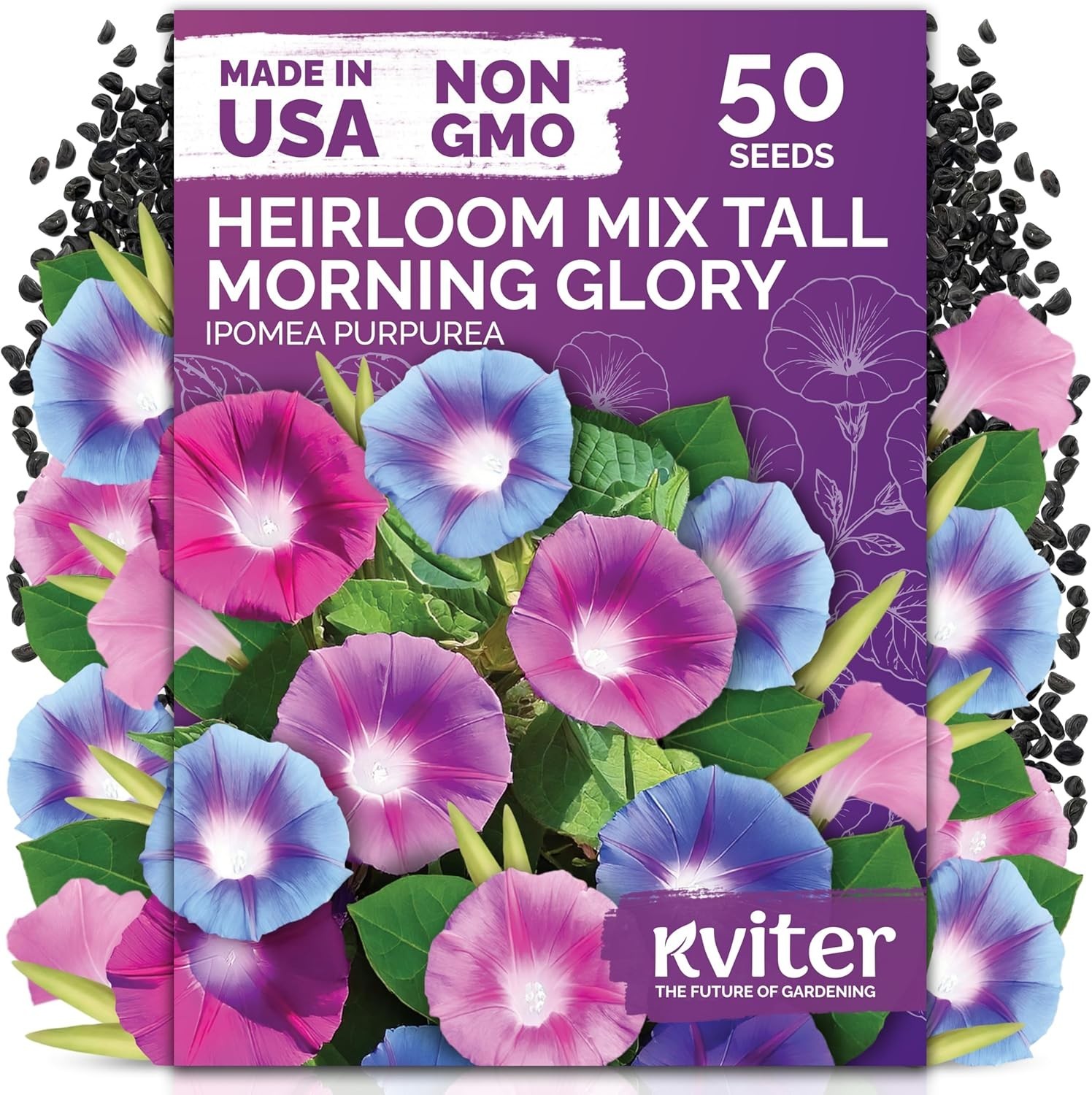 Organic 50 Count Morning Glory Seeds – Climbing Vines for Pollinator Gardens