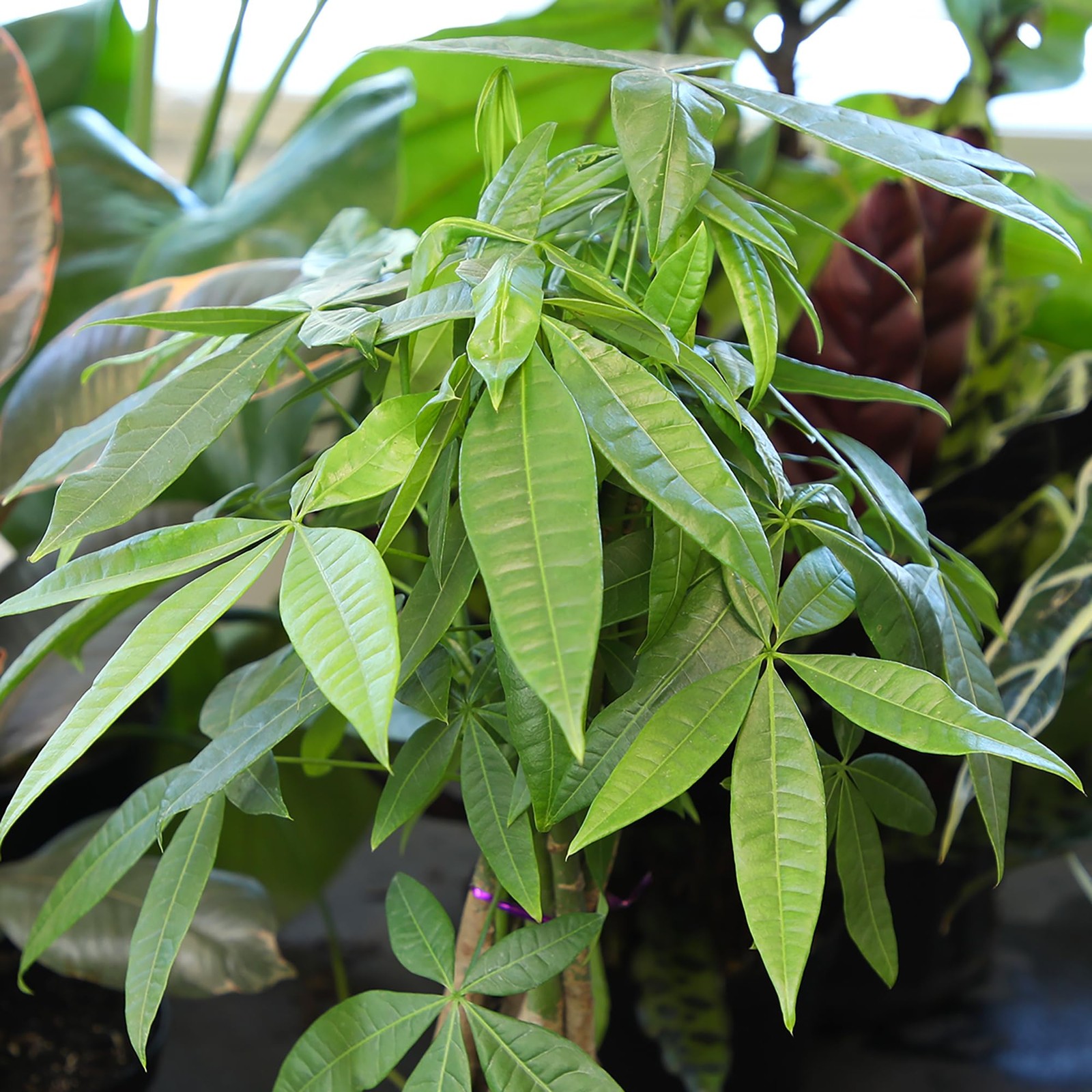Altman Plants Chinese Money Plant Decor Money Tree Plant Indoor House Plants