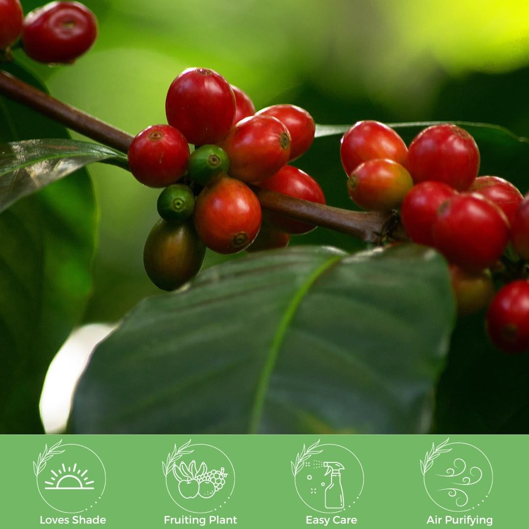 American Plant Exchange Arabica Coffee Live Plant 4-Inch Pot Fruiting Indoor