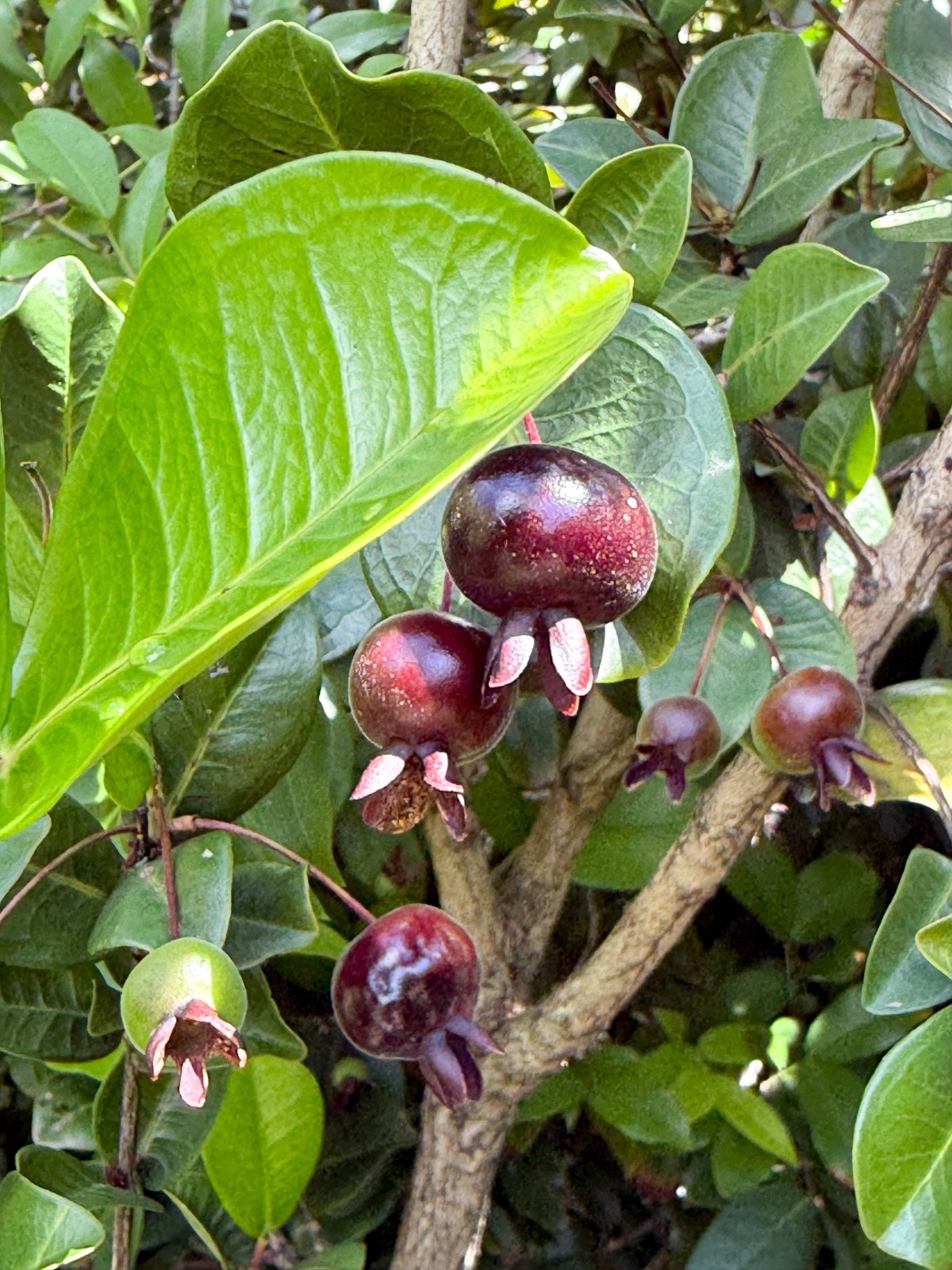 Dwarf Grumichama Eugenia Itaguehiensis Cherry Tropical Fruit Tree Starter plant