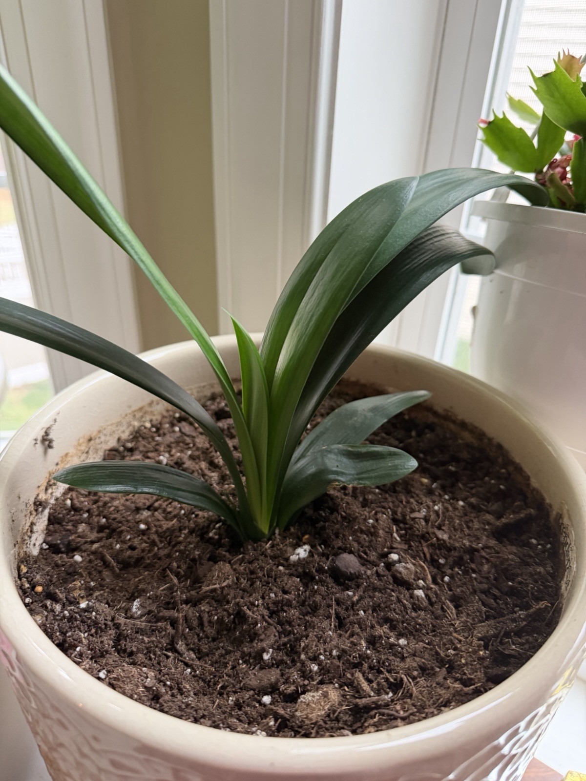 Clivia Miniata plants, Bush Lily, 6-8 leaves, Live Evergreen, Rare