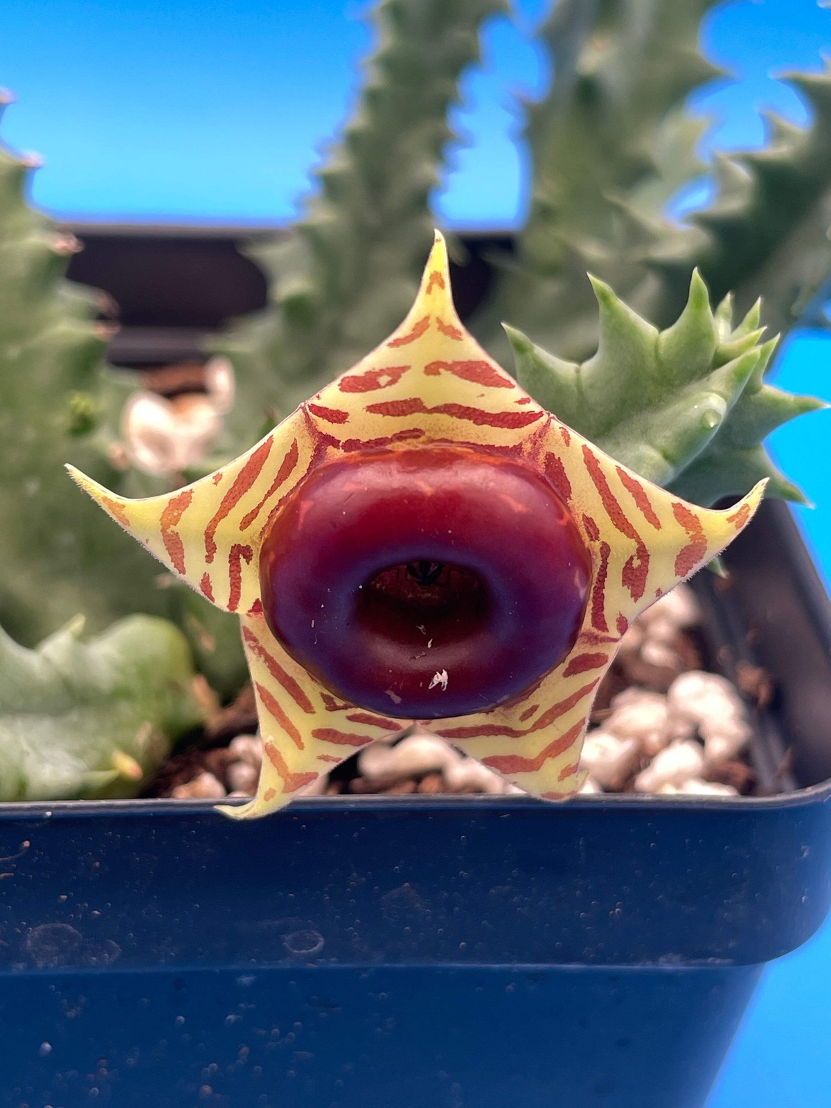Life saver Cactus – Rooted in 3.5″ Pot – Flowering Size Huernia Zebrina