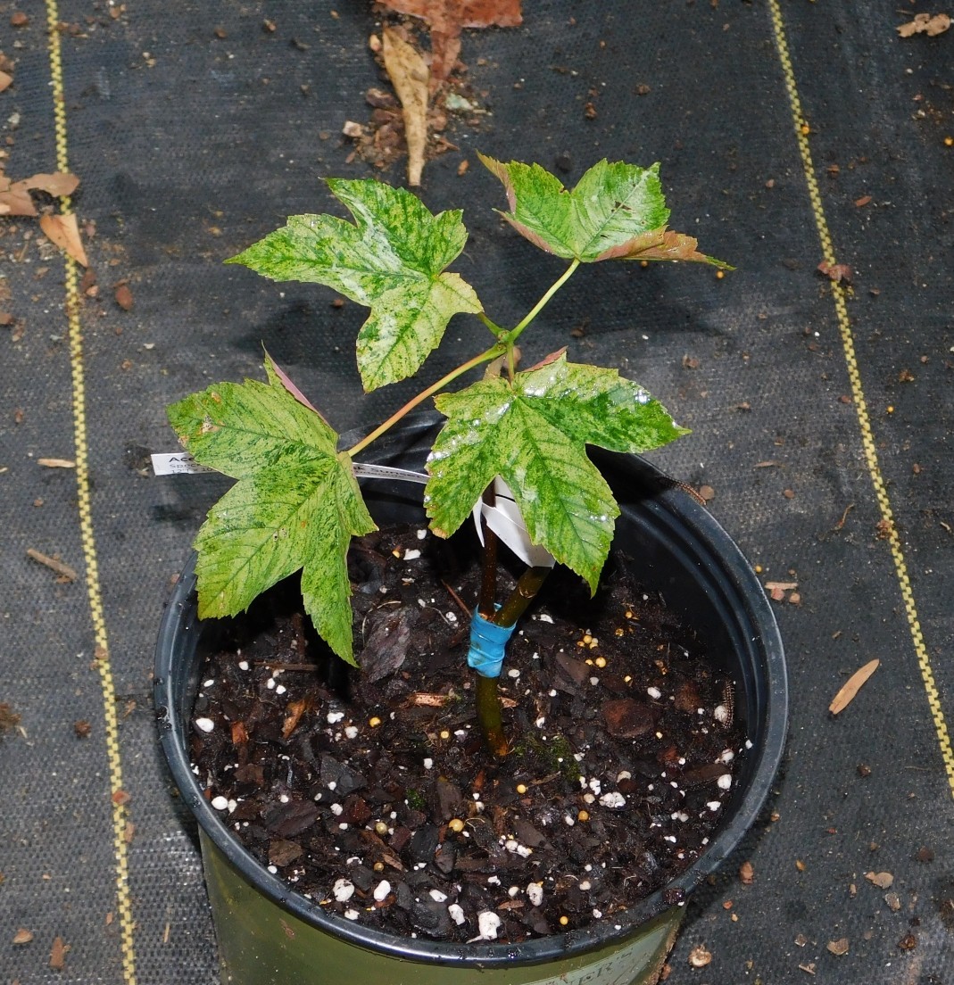 Esk Sunset Maple Tree