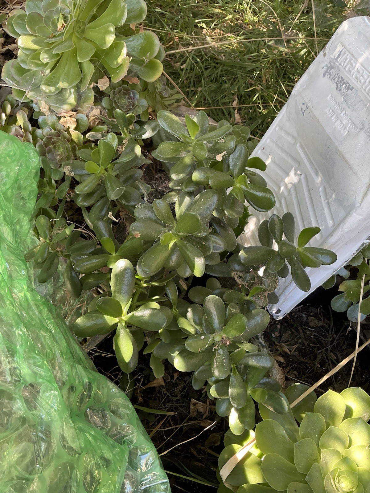 Healthy lush green Crassula Ovata Jade Plant cluster, Rooted 19” tall with roots