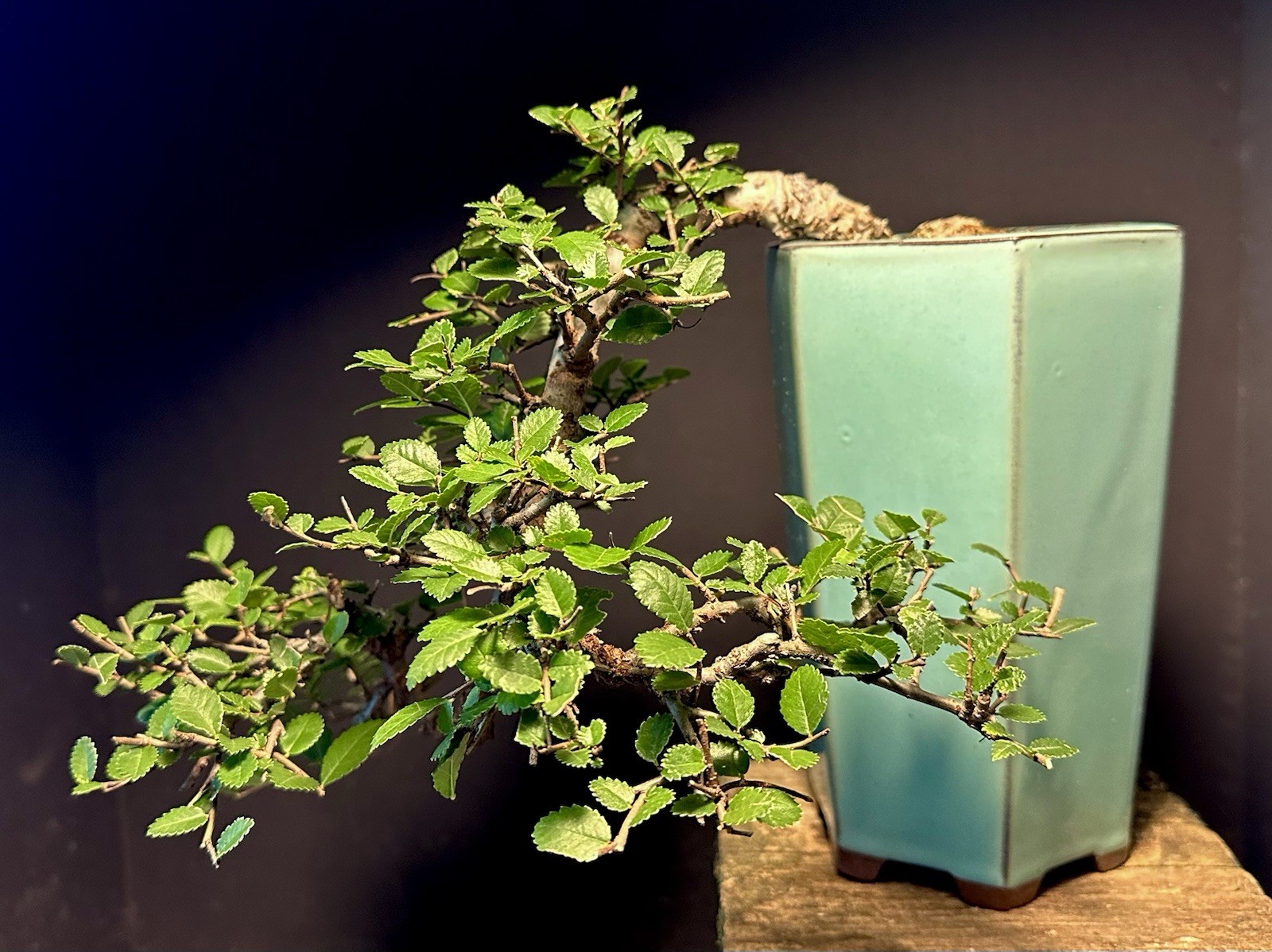 Bonsai Tree Cork Bark Chinese Elm Cascade From Root Cutting Quality Chinese Pot