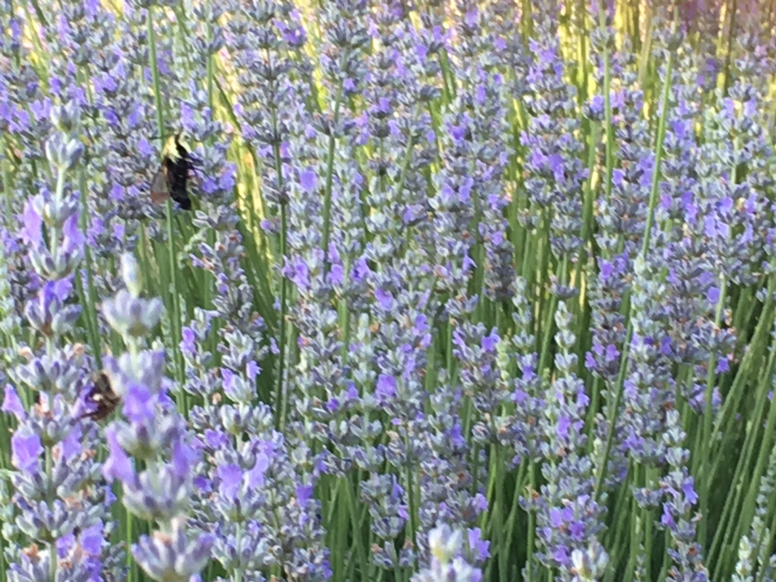 Provence Lavender Live Plant, Healthy Starter, Very Fragrant French Lavender