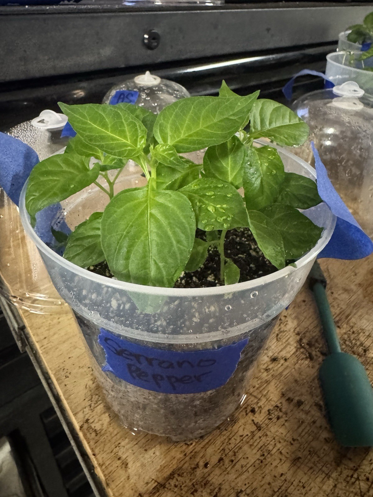 Popular!! 5 Serrano Pepper Plants!! Ready To Ship!! Rooted And Healthy!!