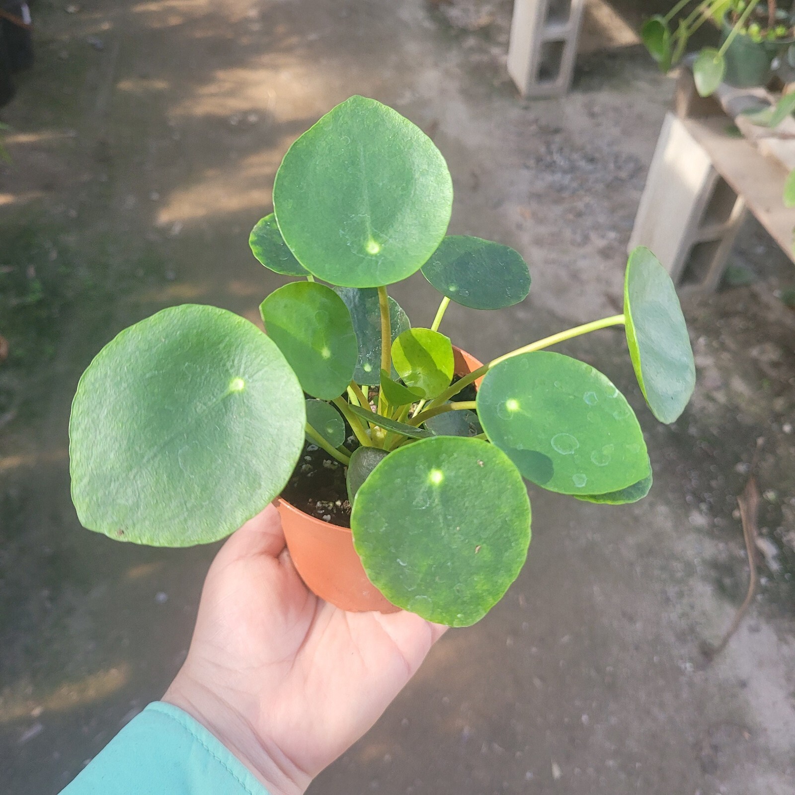 Pilea Peperomioides Chinese Money 4in pot – Chinese Money Plant – UFO Plant