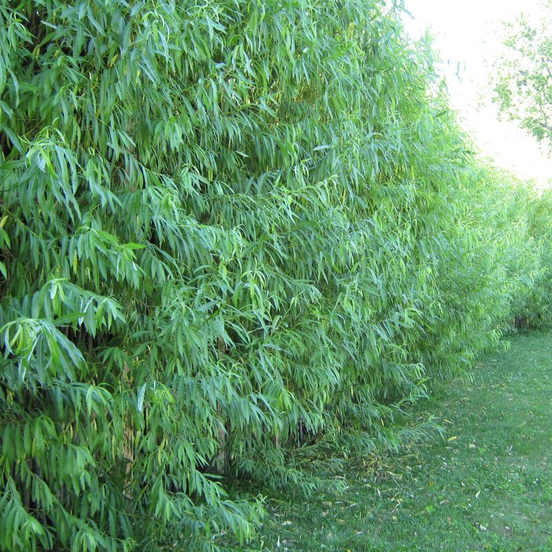 5 Hybrid Aussie Willow Trees – Fast Growing Privacy and Shade – Easy to Grow