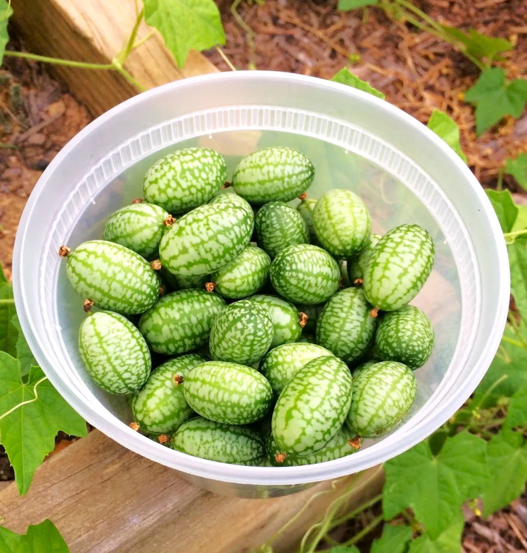 Cucamelon Seeds | Mexican Sour Gherkin Mouse Melon Pepquino Cucumber Seed 2025