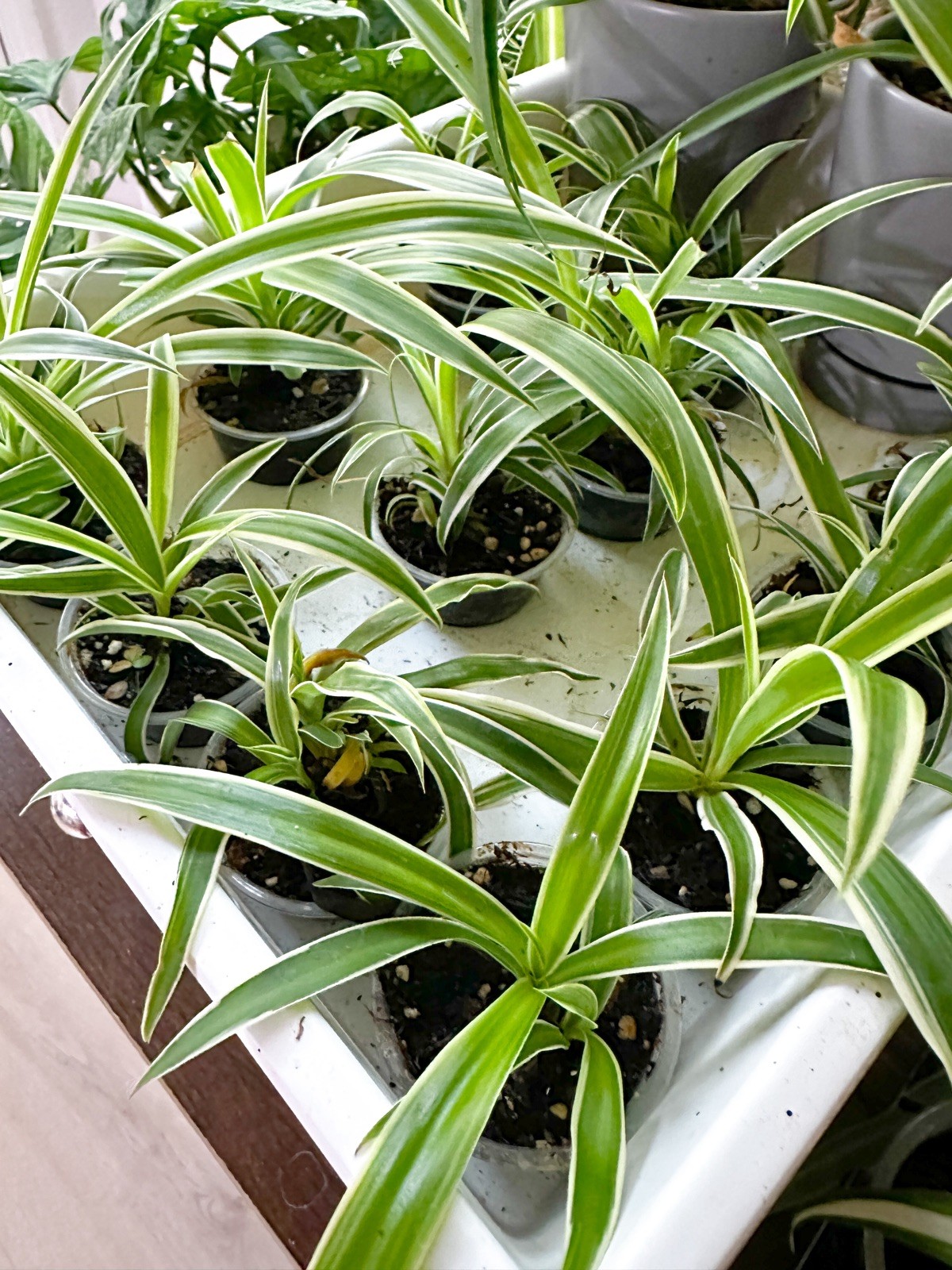 FULLY ROOTED Reverse Variegated Spider Plant Cutting: Easy-Grow, ready to repot