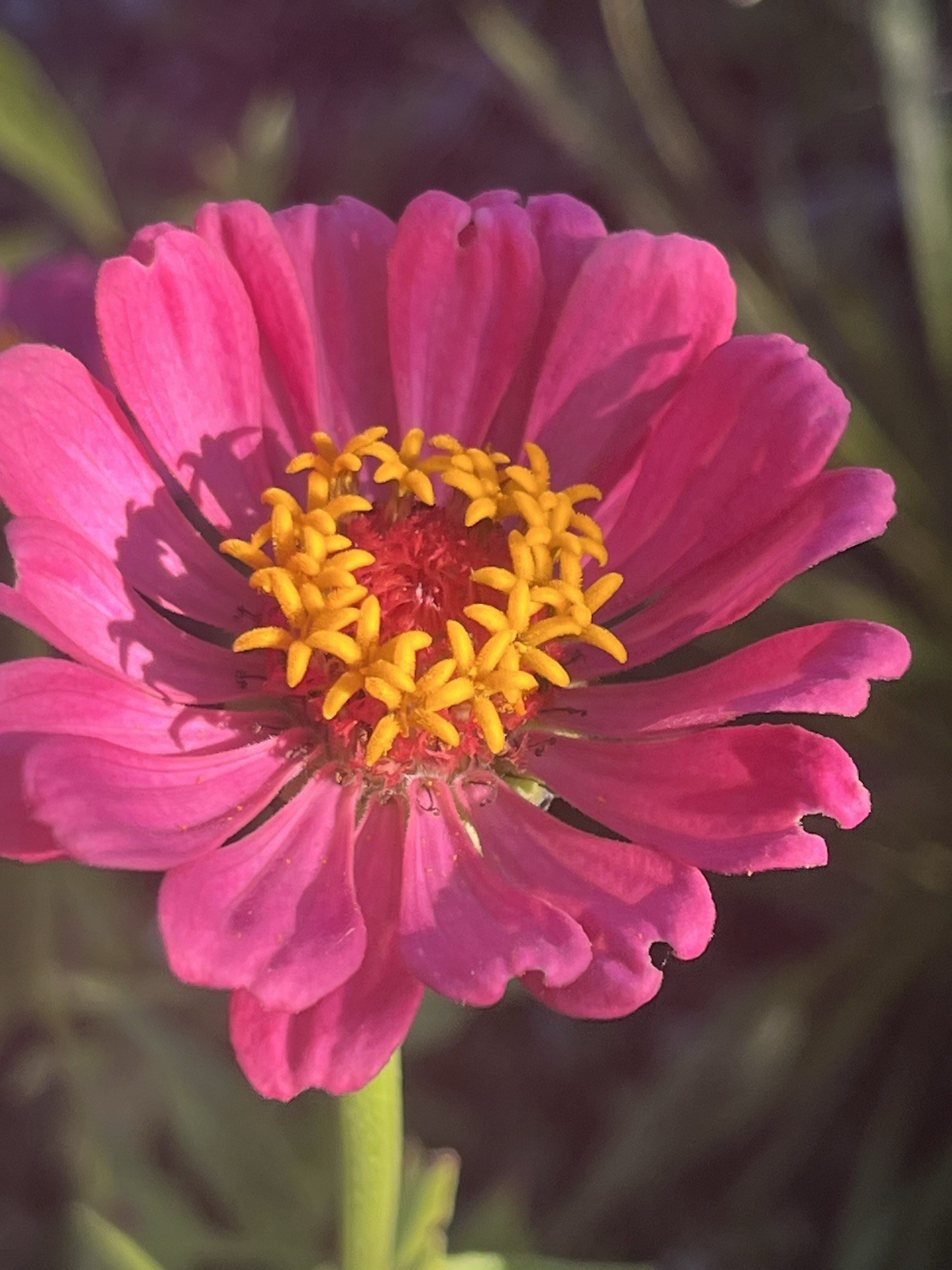 Garden Start Seed Variety Packs (PNW Native, Rare Exotic)