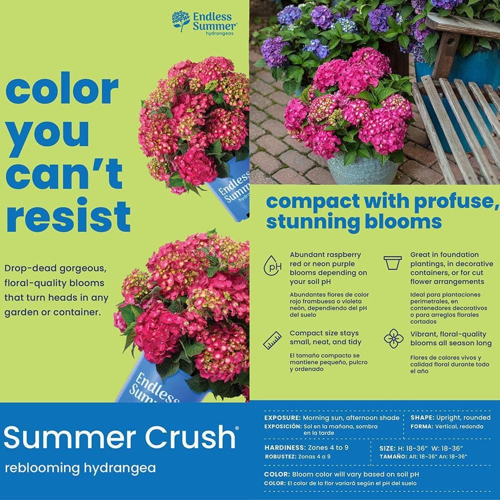 2 Gal. Summer Crush Reblooming Hydrangea Flowering Shrubs with Raspberry Red Flo