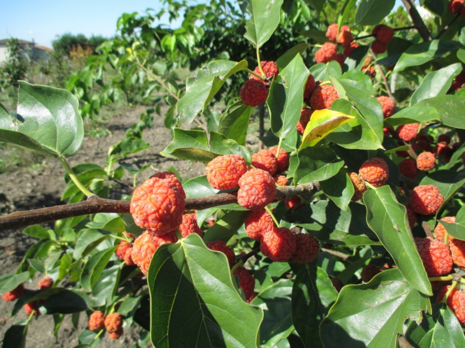2-3 ft. Che Seedless plant, Chinese Mulberry 1 year old, grafted, Cudrania