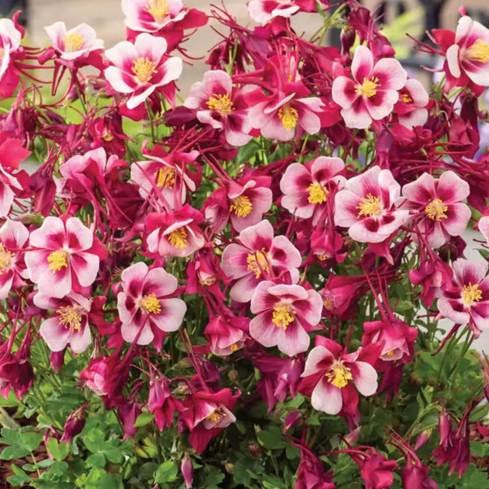 1000 Red & White Columbine Seeds – Striking Bicolor Blooms for Perennial Gardens