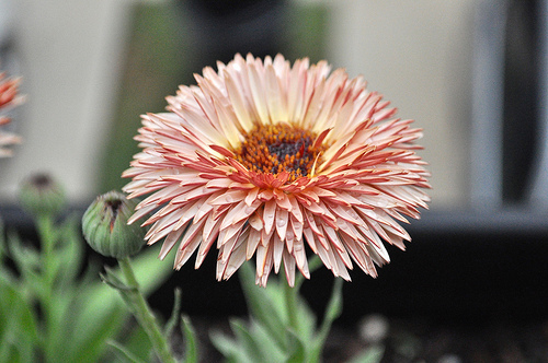 20 ZEOLIGHTS CALENDULA Officinalis MARIGOLD Flower Seeds Coral Peach Pink CombSH