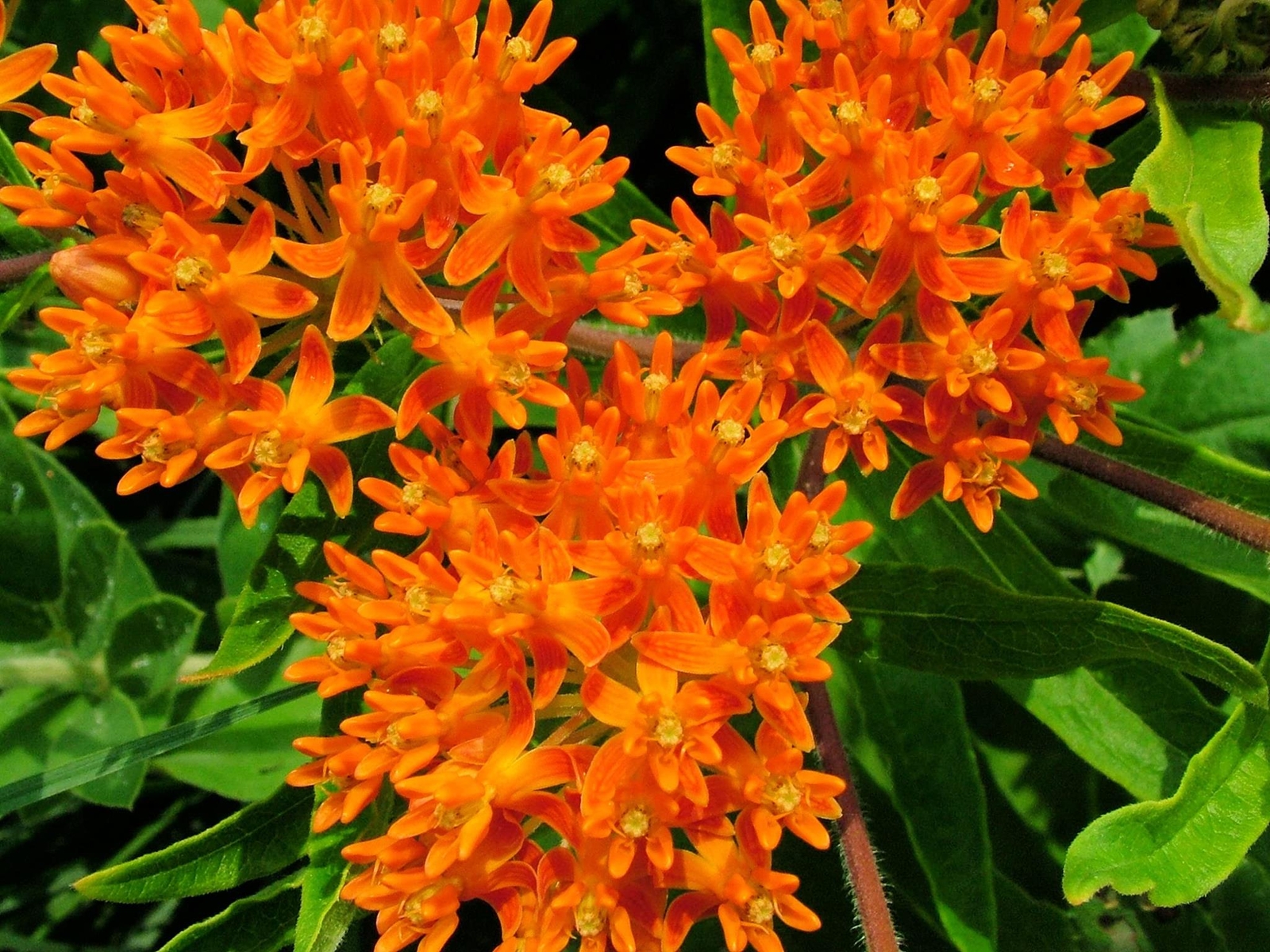 Butterfly Milkweed Native Seeds for Planting (100 Seeds) – Asclepias tuberosa –