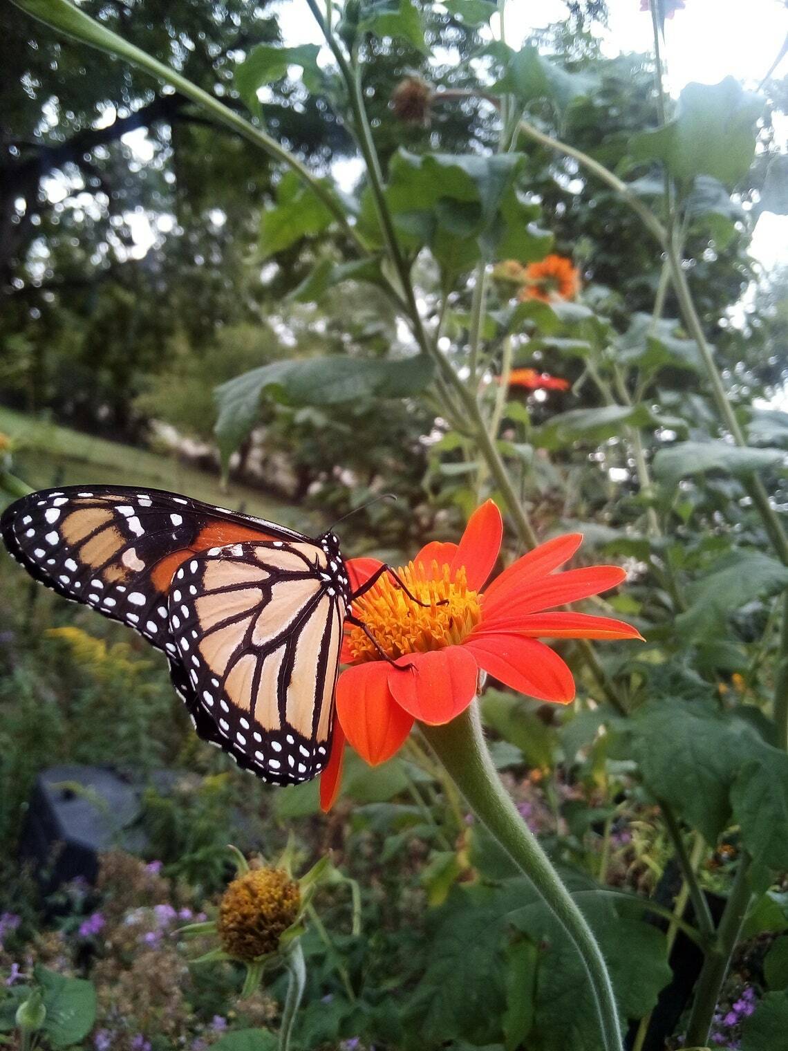 30 SEEDS MEXICAN SUNFLOWER TORCH TITHONIA SPECIOSA