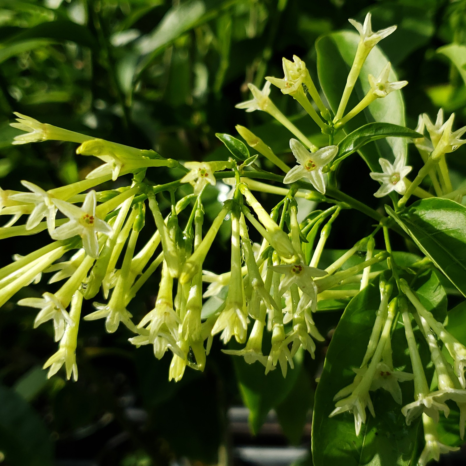 Night Blooming Jasmine Cestrum Nocturnum Plant Fragrant Green White Flowers