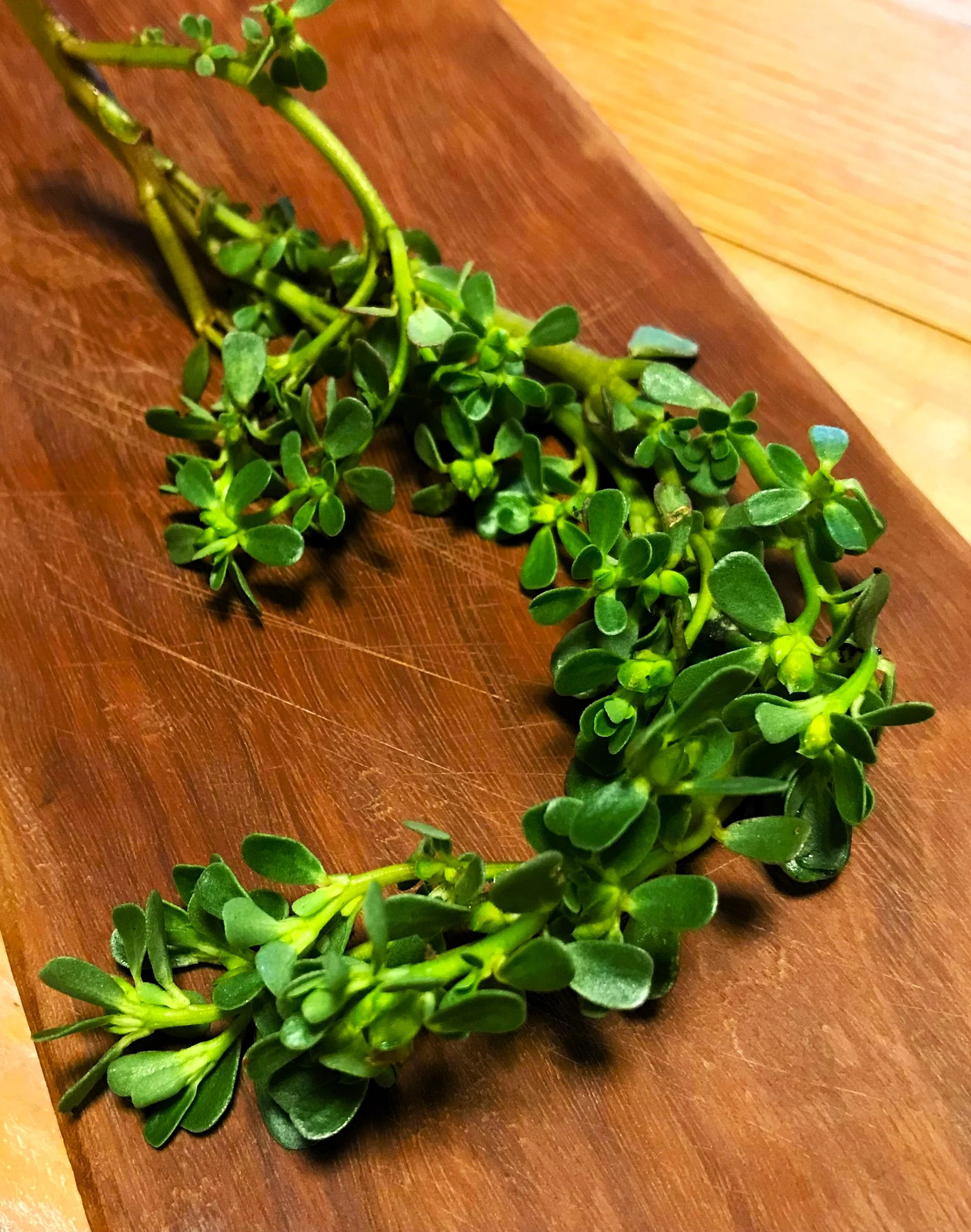 Green Purslane Seeds | Portulaca Oleracea Lettuce Weed Seed 2024 Free Shipping