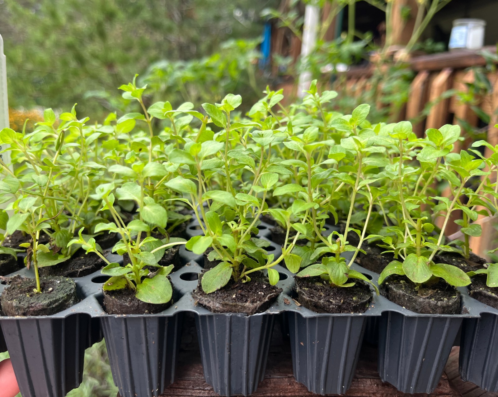 Origanum Kent Beauty, Ornamental Cascade Oregano Herb Plant, Well-rooted Plug