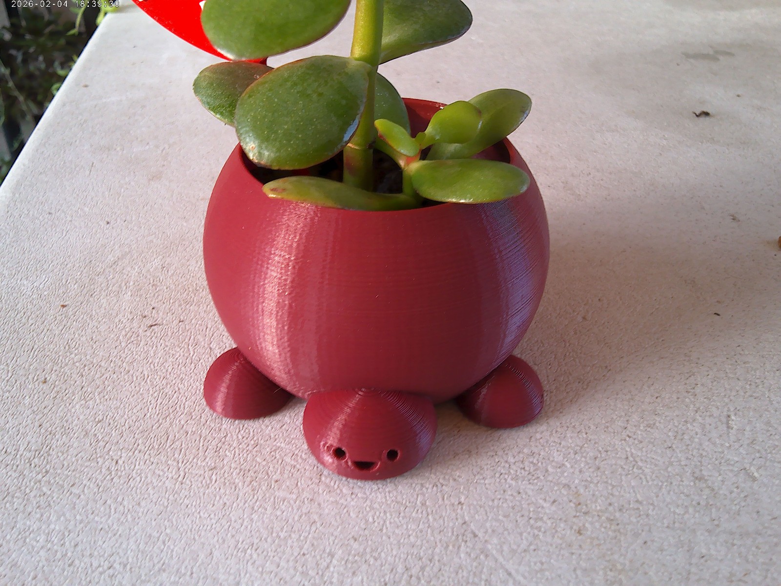 Crassula Ovata Jade money Friendship Plant planted in 3D printed Turtle planter