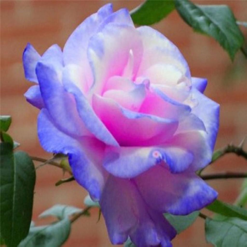 Stifling Remorse Rose Bush 20 or 100 Seeds~Rare-Free Shipping-USA Seller