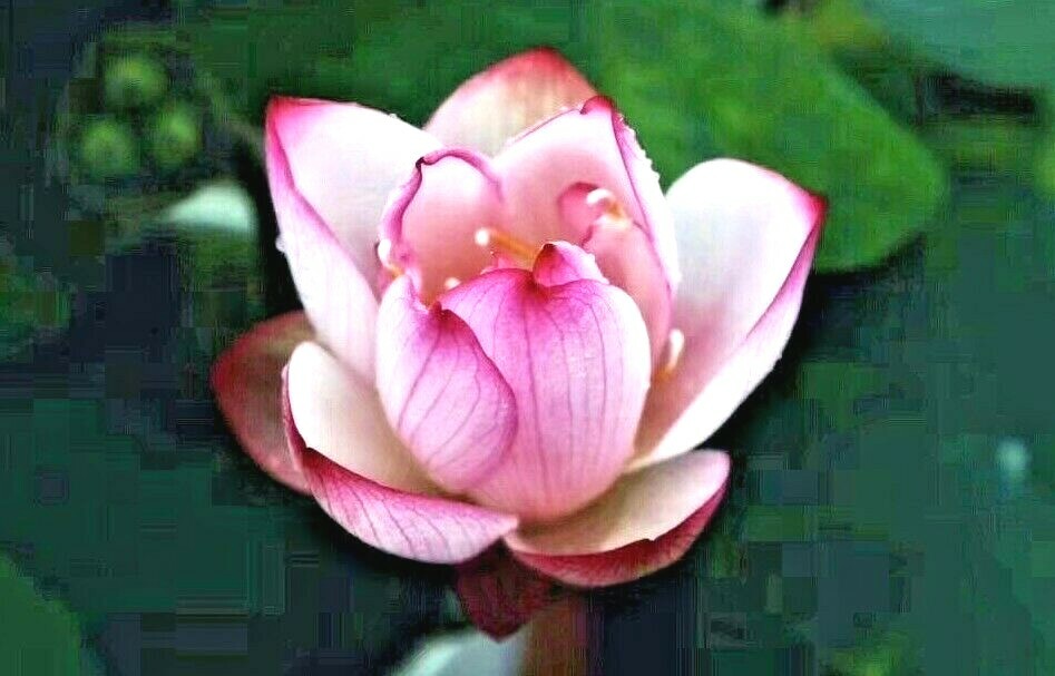 5 PURPLE LIP LOTUS SEEDS – Nelumbo Nucifera