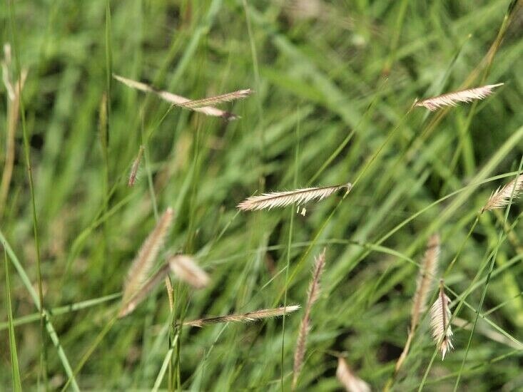 1000+BLUE GRAMA Seeds Native Prairie Grass Drought Poor Soils Low Maintenace
