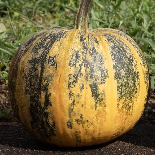 Smoke Camp Crafts Kakai Pepita Pumpkin Seeds (Cucurbita Pepo) 25 Seeds (5