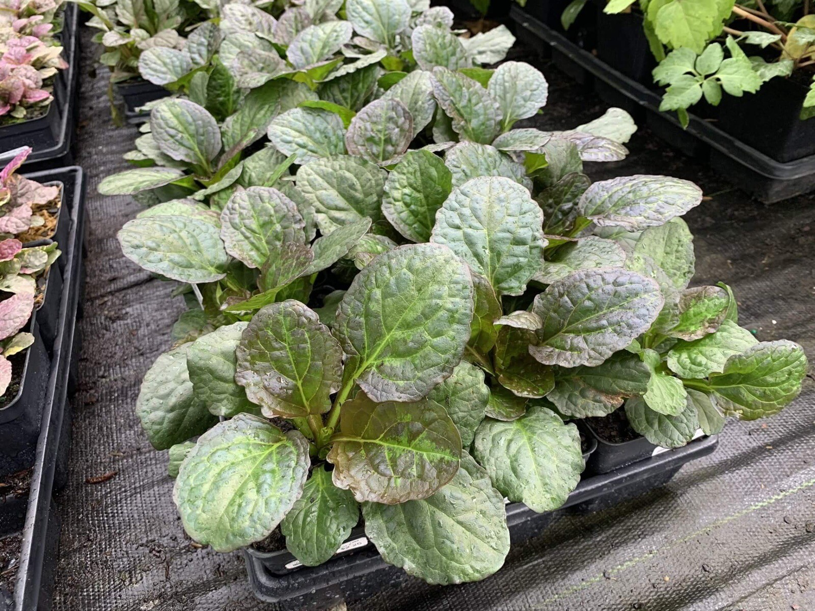 Ajuga Catlin’s Giant 25 Plants in 3-1/2 inch Pots