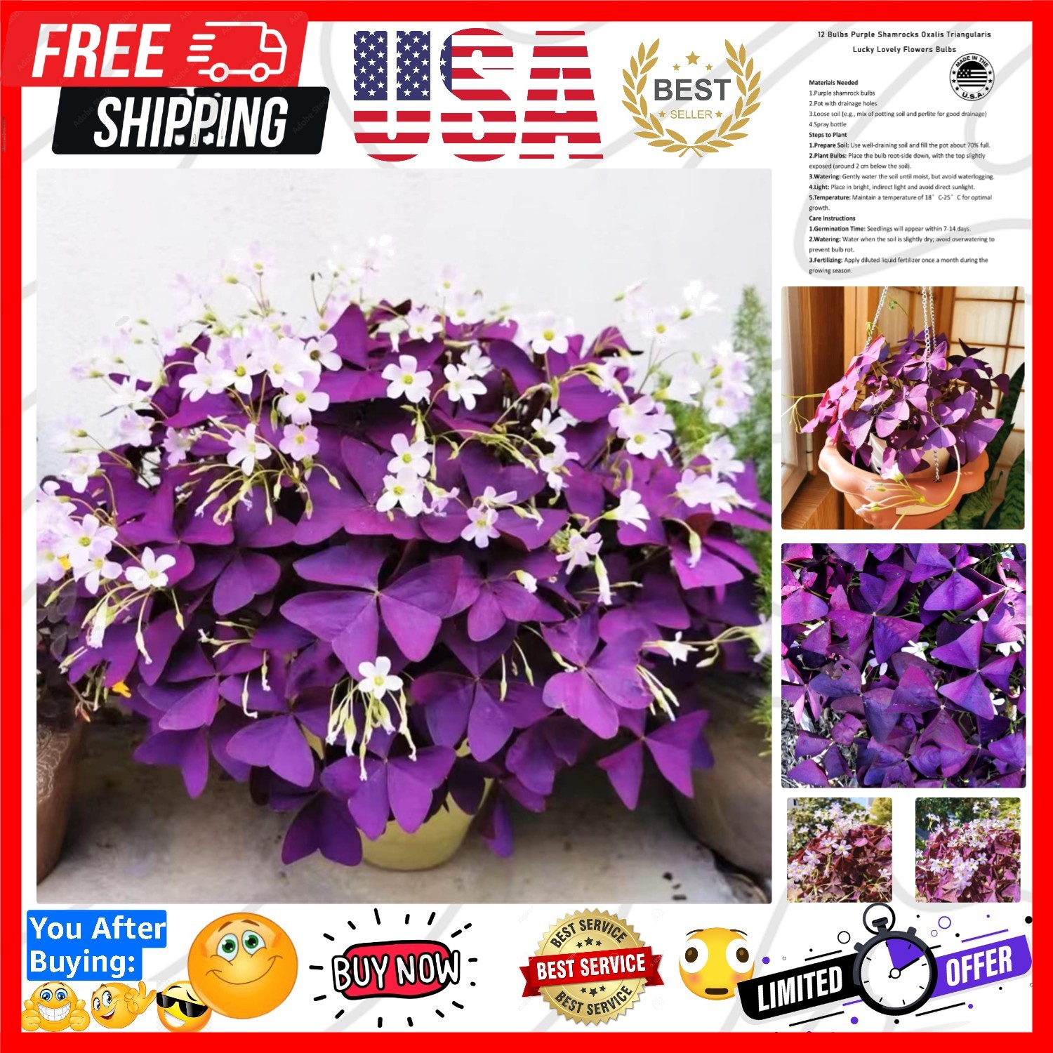 12+ Bulbs Purple Shamrocks Oxalis Triangularis Lucky Lovely Flowers Bulbs Gro…