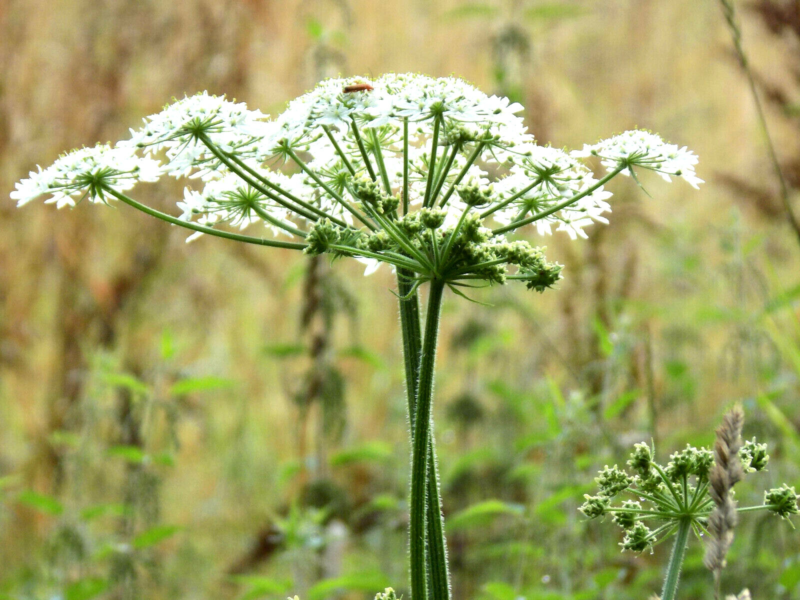 150+ Anise Herb Seeds (Pimpinella Anisum) | A Medicinal & Culinary Spice