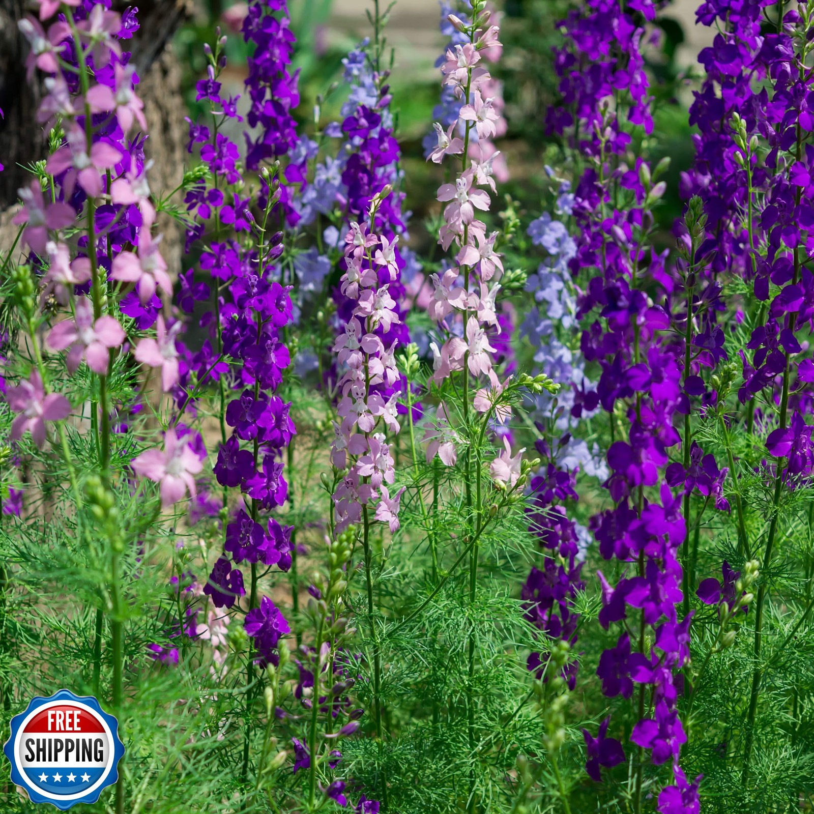 Outsidepride Mixed Rocket Larkspur Seeds for Planting Outdoors – 1 Lb. Annual
