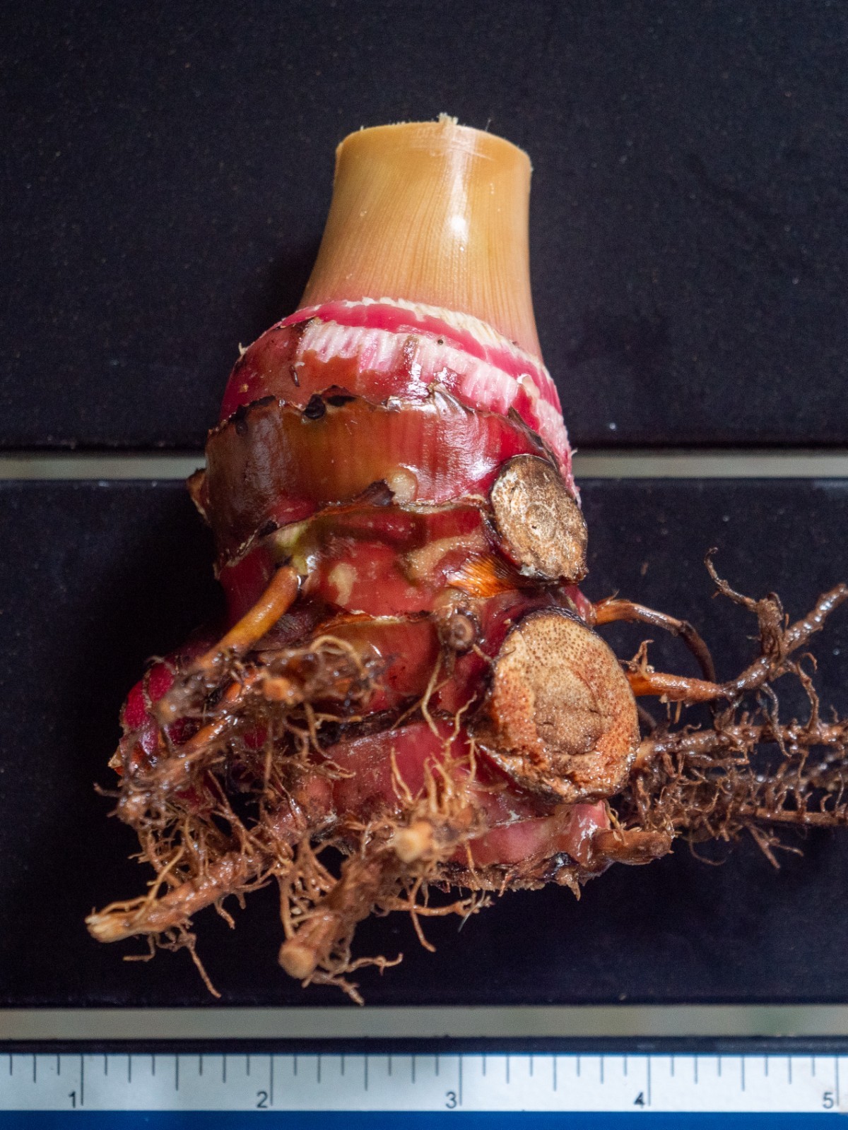 Red Hawaiian Ginger Rhizome (Alpinia Purpurata) Tropical Flower Ornamental