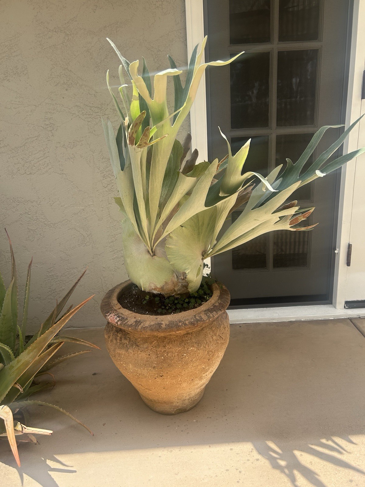 Staghorn Fern Platyerium Norwegian Spores.