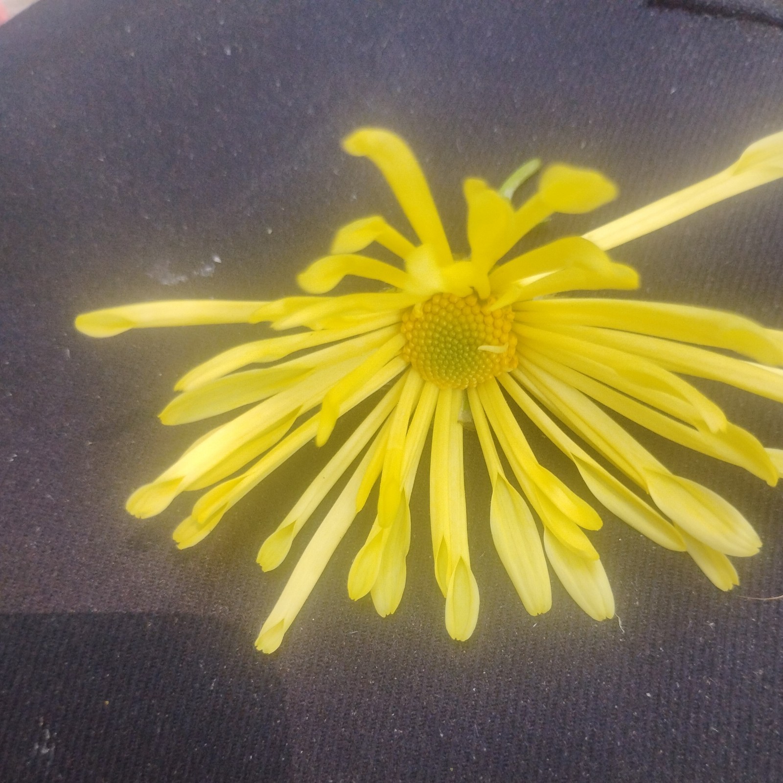 TIME TO PLANT FOR FALL BLOOM WHOLESALE LOT 20 HARDY MAMMOTH YELLOW QUILLED MUMS
