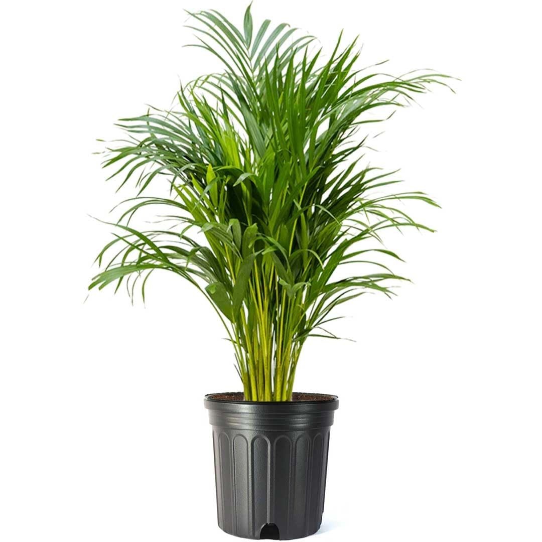 Tropical Areca Palm Plant – 10″ Pot, Lush Feathery Fronds, Pet-Friendly Indoor/O