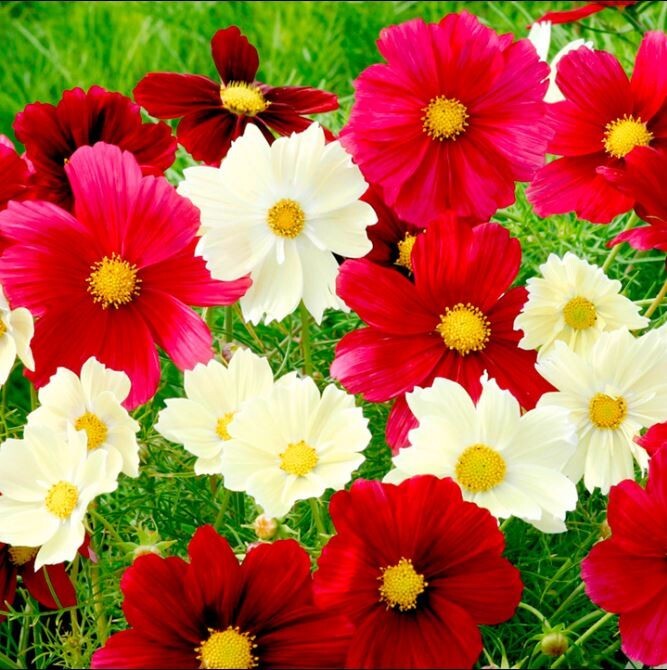 200+ Rubies Sunshine Mix Cosmos Seeds for Garden Planting – USA – FREE SHIPPING!