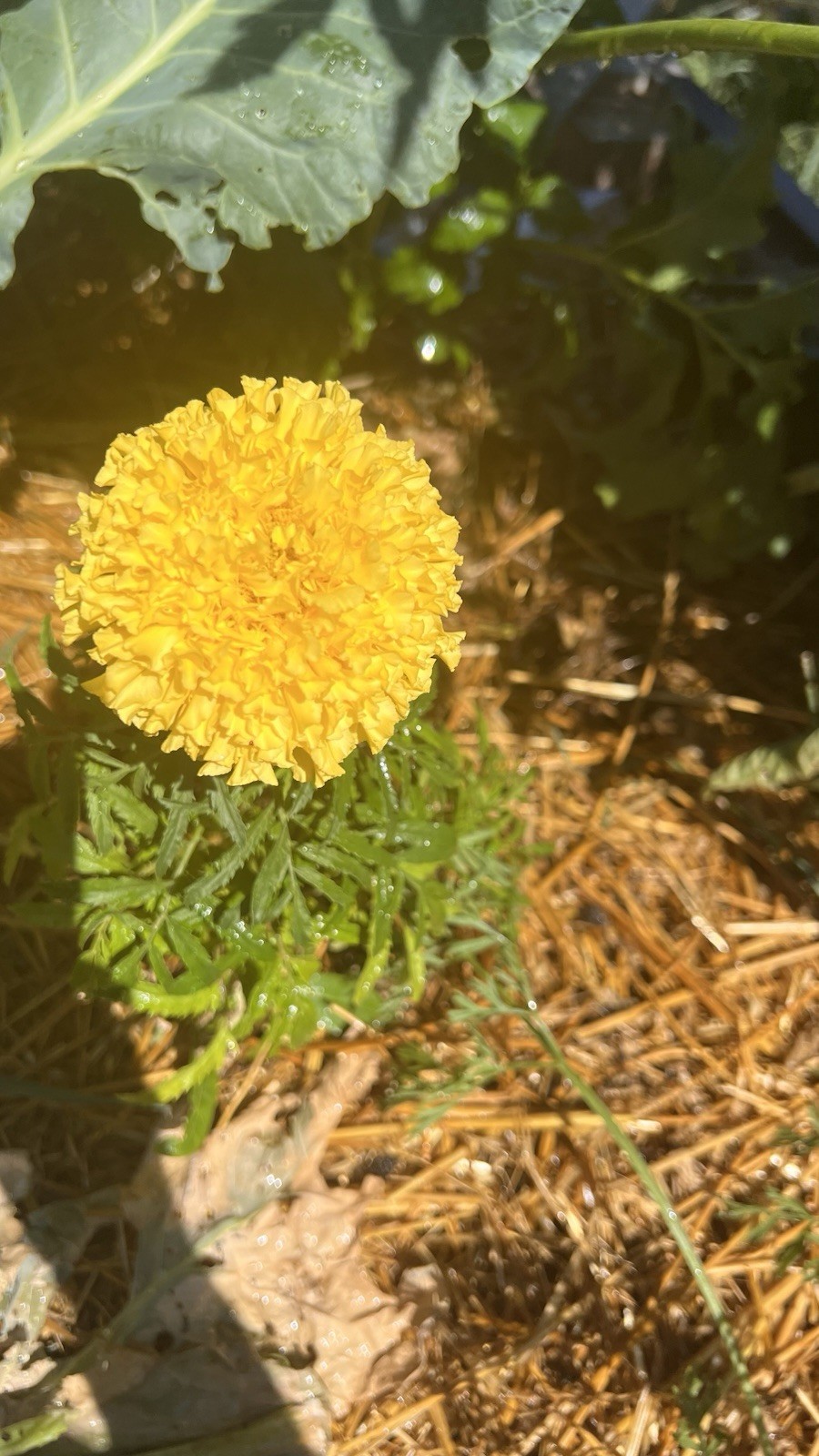 Yellow Indian Marigolds, 100+ seeds, organic, Free Shipping