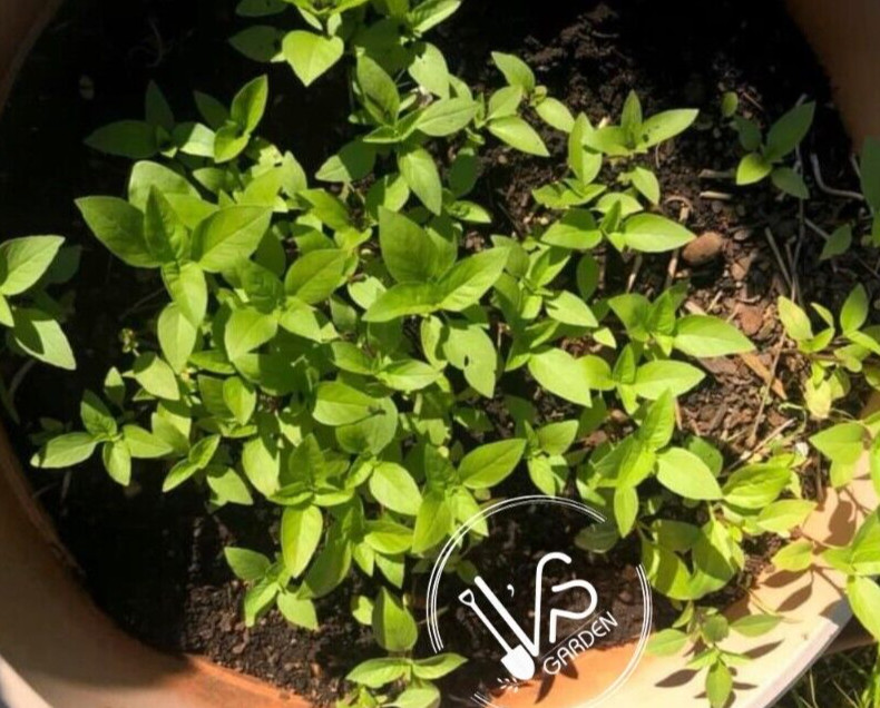 500+PCS THAI BASIL, OCIMUM BASILICUM SEEDS, HẠT HÚNG QUẾ | 90% GERMINATION |